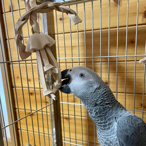 送料無料【ヨウム大型インコ向け】 本革牛ヌメ革❤️ガシガシ系鳥の