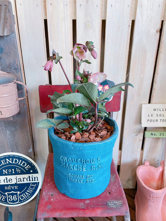 現品のみ♡【クリスマスローズ 淡ピンク系】毎年楽しめるお花♪ブルー