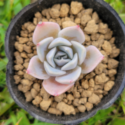 【再再販】 ホワイトスワン 多肉植物 エケベリア 1枚目の画像