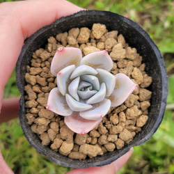 【再再販】 ホワイトスワン 多肉植物 エケベリア 2枚目の画像