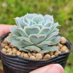 【再販】 メキシコティアーズ 多肉植物 エケベリア 3枚目の画像