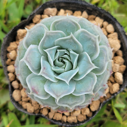 【再販】 メキシコティアーズ 多肉植物 エケベリア 1枚目の画像