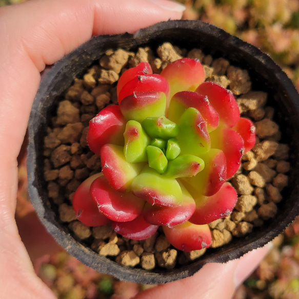 【再再販】 スモールランタン 多肉植物 エケベリア 2枚目の画像