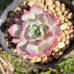 オルペット 多肉植物 エケベリア その他インテリア雑貨 多肉のたかだ