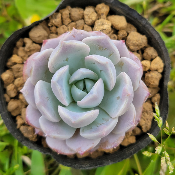 【再販】 アメイジンググレイス 多肉植物 エケベリア 1枚目の画像