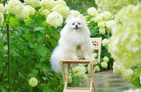 《ハートと足あとの折り畳みチェア/スモール63》木製雑貨　ガーデニング 軽量 撮影用　インテリア　花台　ペット