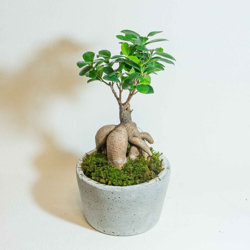 ガジュマル　インテリアランプ　観葉植物 苔 ガジュマル インテリアランプ 観葉植物 苔