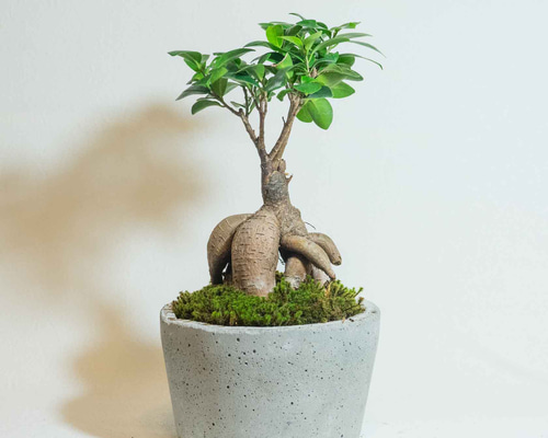 ガジュマル　インテリアランプ　観葉植物 苔 楽天市場】苔 苔玉 【 ガジュマル苔玉 】 観葉植物 インテリア