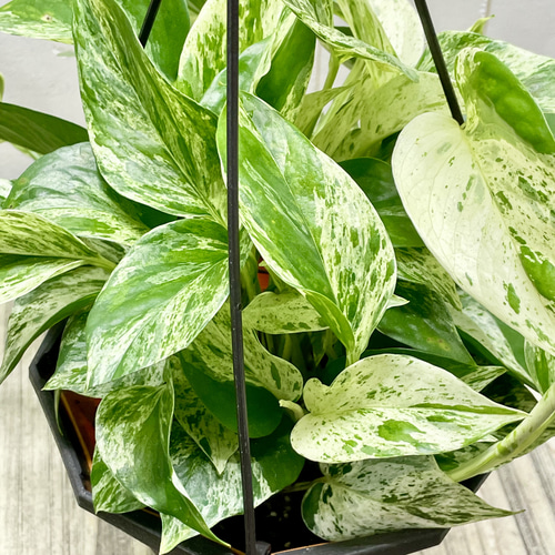 株立ち ポトス マーブルクイーン 5号 吊り鉢 その他インテリア雑貨