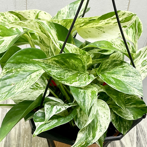 株立ち ポトス マーブルクイーン 5号 吊り鉢 その他インテリア雑貨