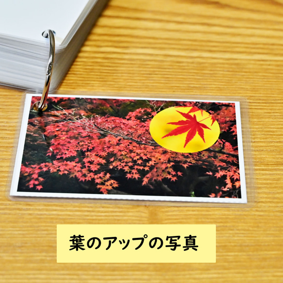 季節の花カード　Part１　　四季の学習に　小学校受験に 12枚目の画像