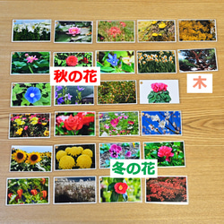 季節の花カード　Part１　　四季の学習に　小学校受験に 3枚目の画像
