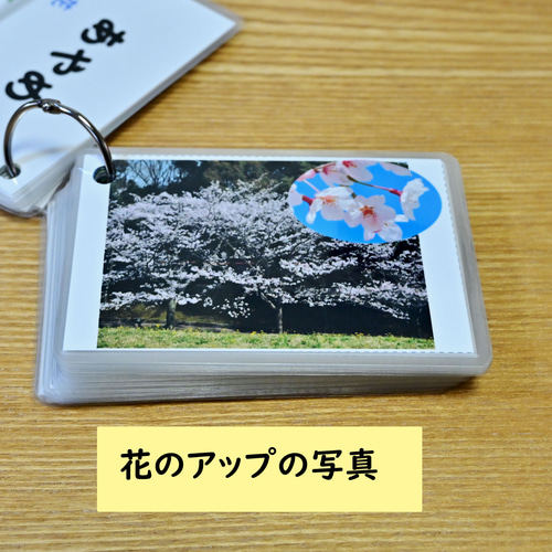 季節の花カード Part1 四季の学習に 小学校受験に おもちゃ
