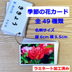季節の花カード Part1 四季の学習に 小学校受験に おもちゃ・人形