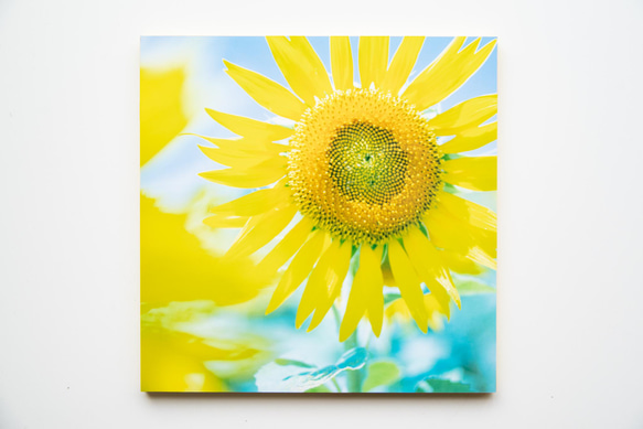 SQU4RE 150 -スクエア150-【太陽の花】新生活を彩るインテリアフォト 14枚目の画像