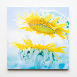 SQU4RE 150 -スクエア150-【太陽の花】新生活を彩るインテリアフォト 12枚目の画像