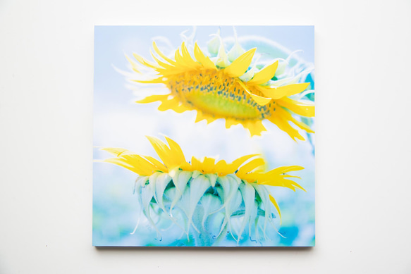 SQU4RE 150 -スクエア150-【太陽の花】新生活を彩るインテリアフォト 12枚目の画像