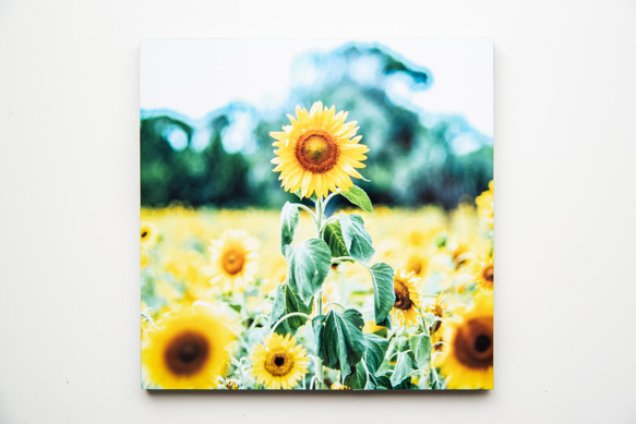 SQU4RE 150 -スクエア150-【太陽の花】新生活を彩るインテリアフォト 13枚目の画像