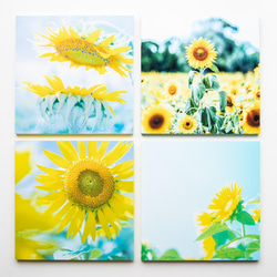 SQU4RE 150 -スクエア150-【太陽の花】新生活を彩るインテリアフォト 16枚目の画像