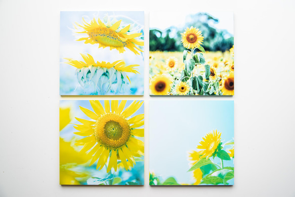 SQU4RE 150 -スクエア150-【太陽の花】新生活を彩るインテリアフォト 16枚目の画像