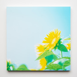 SQU4RE 150 -スクエア150-【太陽の花】新生活を彩るインテリアフォト 15枚目の画像