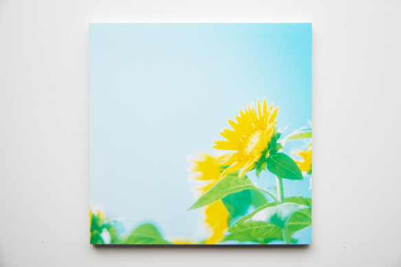 SQU4RE 150 -スクエア150-【太陽の花】新生活を彩るインテリアフォト 15枚目の画像