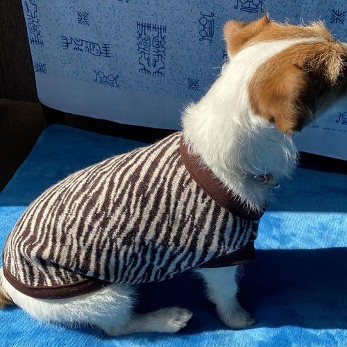 犬服 あったかゼブラ柄 受注制作 ペット服・アクセサリー T・Poo 通販 