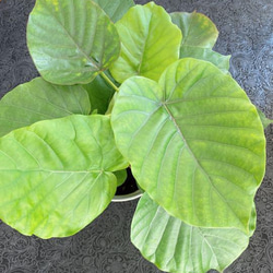 送料込　フィカス　ウンベラータ　若木　小さい　観葉植物　インテリア　 2枚目の画像