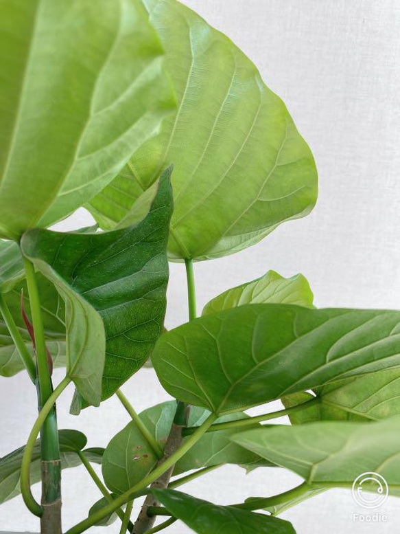 送料込　フィカス　ウンベラータ　若木　小さい　観葉植物　インテリア　 3枚目の画像