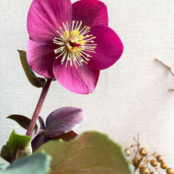 送料込　渋い赤紫 クリスマスローズ　アンナズレッド　ガーデン　園芸 1枚目の画像