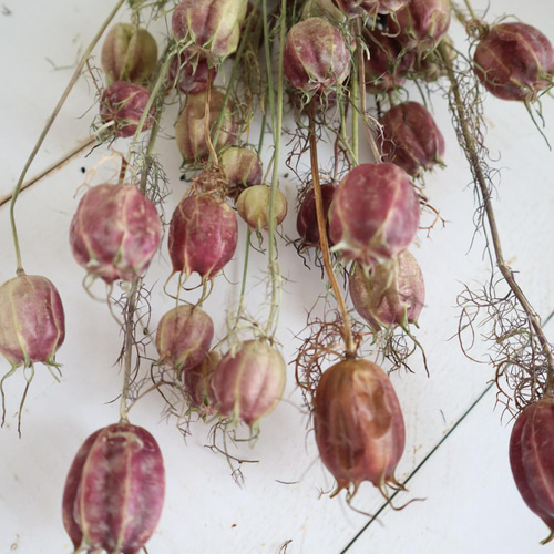 ＊Natural＊パープルスワッグ♡ドライフラワースワッグ 紫（パープル） スワッグ のおすすめ人気通販｜Creema(クリーマ