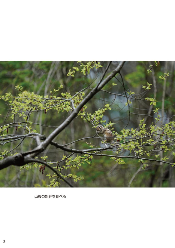 写真集　いつも元気なシマリス君　Ⅱ　シマリス君と森の仲間達 2枚目の画像