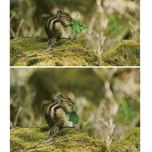 シマリス様 リクエスト 2点 まとめ商品 楽天市場】リス カラーウォールステッカー【Animal LIFE