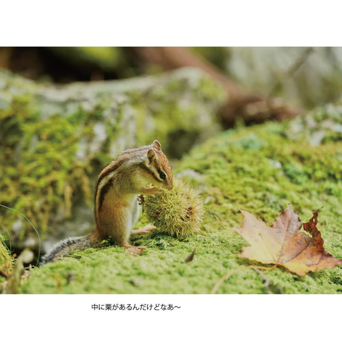 写真集 いつも元気なシマリス君 Ⅱ シマリス君と森の仲間達 写真