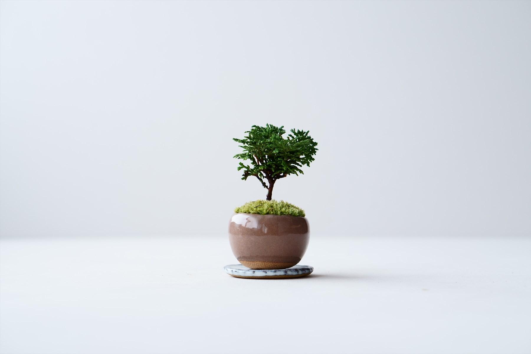 天然木製 茶色 和盆 天然木製 茶色 和盆