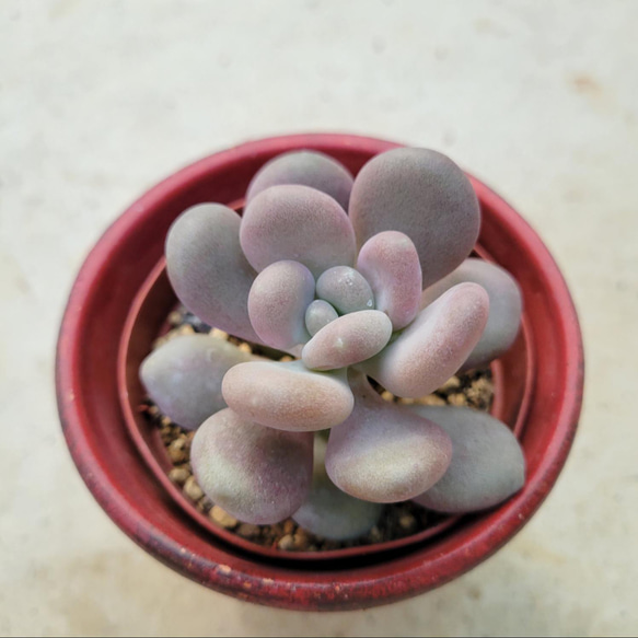 多肉植物星美人抜き苗