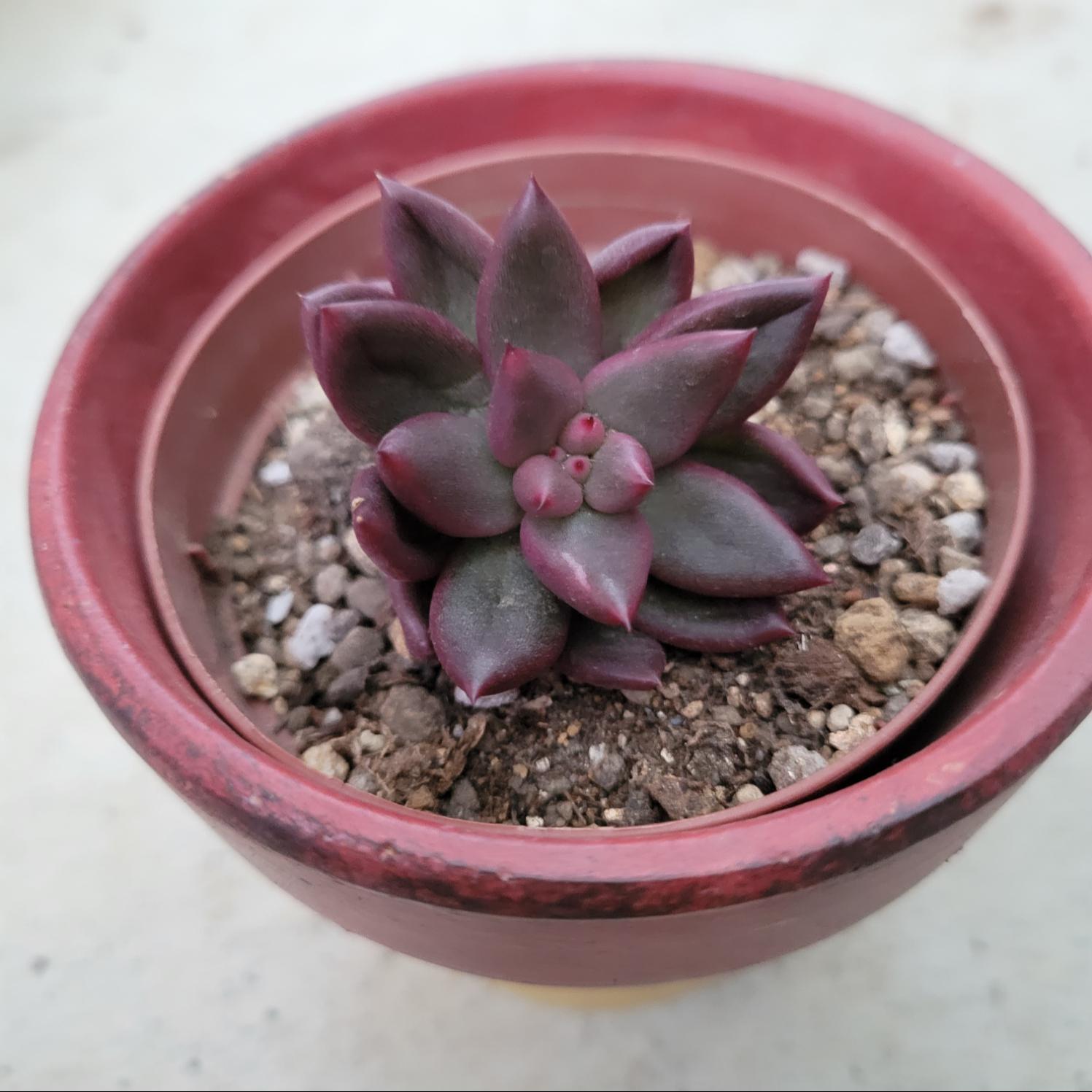 コロラータ×ベビーフィンガー 抜き苗 多肉植物 コロラータ×ベビーフィンガー 抜き苗 多肉植物 - メルカリ