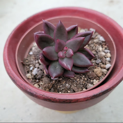 多肉植物❤姫秀麗錦❤抜き苗 その他インテリア雑貨 ✰Pan✰ 通販