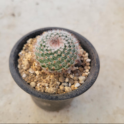 多肉植物❤サボテン❤ノトカクタス❤抜き苗 1枚目の画像