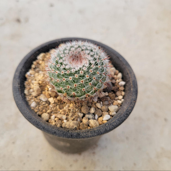 多肉植物❤サボテン❤ノトカクタス❤抜き苗 1枚目の画像