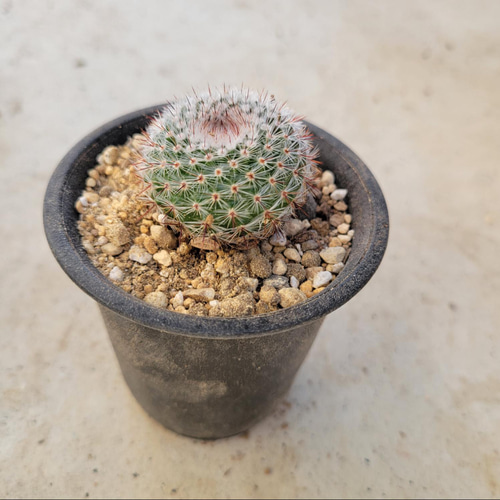 多肉植物❤サボテン❤ノトカクタス❤抜き苗 その他インテリア雑貨 