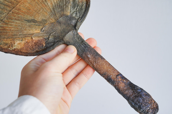 会津水うちわ 4枚目の画像