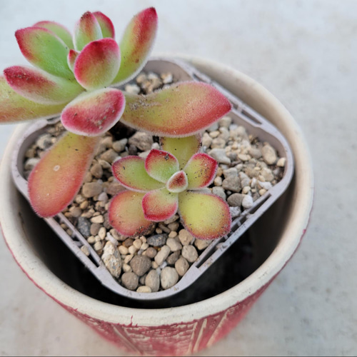 お纏め　多肉植物　アミスター錦　抜き苗 お纏め 多肉植物 アミスター錦 抜き苗 エケベリア アミスター