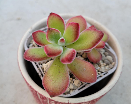多肉植物 紫晃星♡抜き苗(^○^) 多肉植物 紫晃星(トリコディアデマ デンサム） 抜き苗 - メルカリ