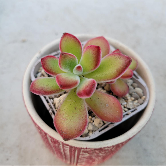 多肉植物 ちょいレア♪月錦♡抜き苗 多肉植物 ちょいレア♪月錦♡抜き苗 【公式通販】