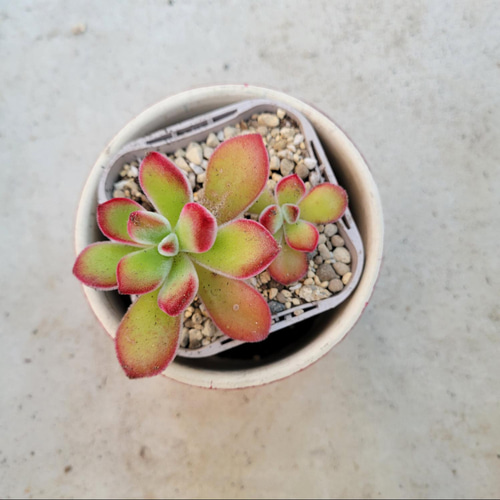 多肉植物❤錦晃星❤抜き苗 その他インテリア雑貨 ✰Pan✰ 通販