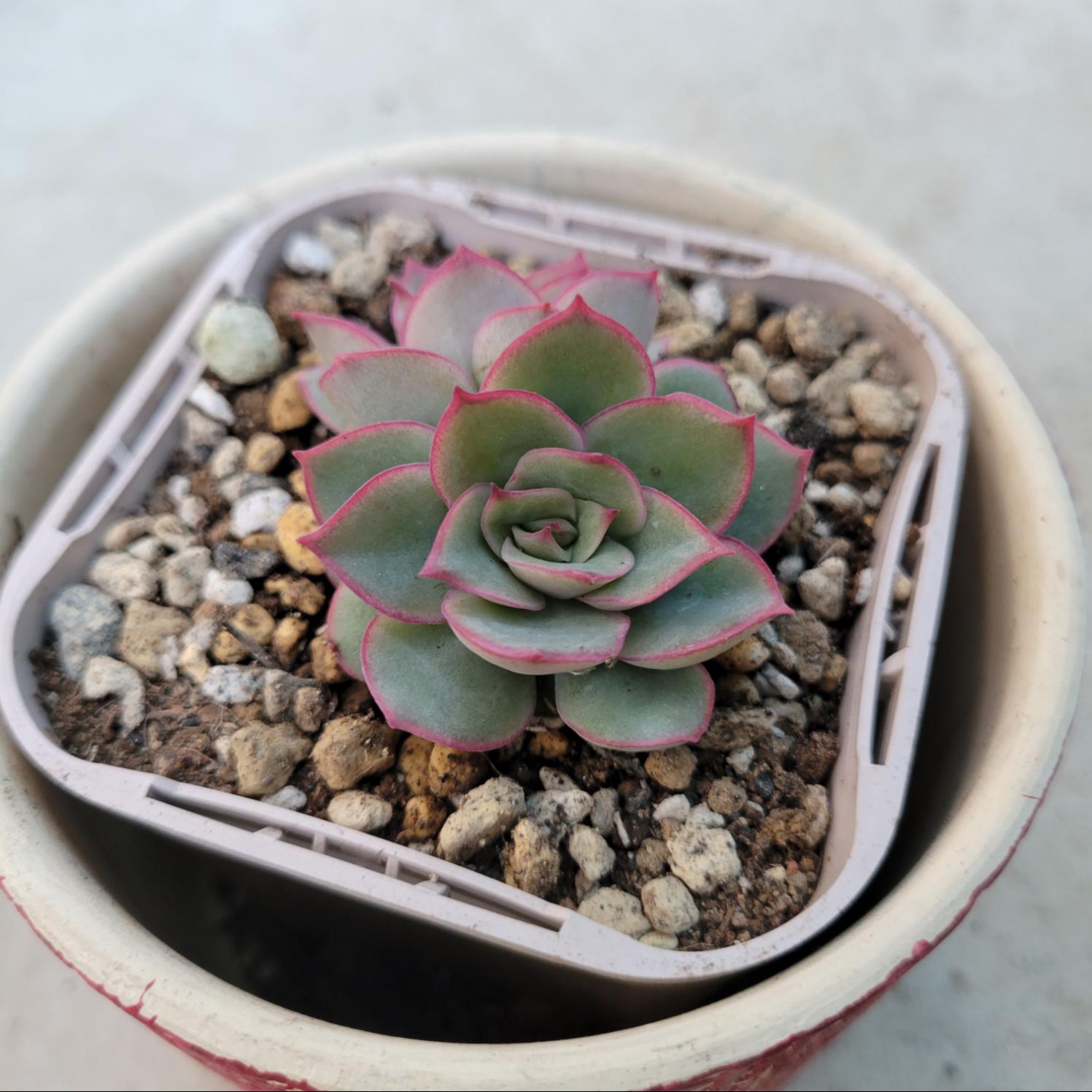 多肉植物❤ムーンゴッドバニッシュ❤抜き苗 その他インテリア雑貨 