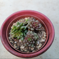 多肉植物❤アエオニウム❤アドニス サンデルシー❤抜き苗 その他
