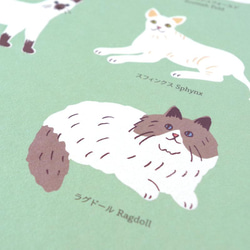 「猫図鑑」ポスター/Cats/A3 2枚目の画像