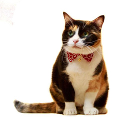 貓項圈帶項圈 Eri 帶安全扣稀有美國棉可調節尺寸 第5張的照片